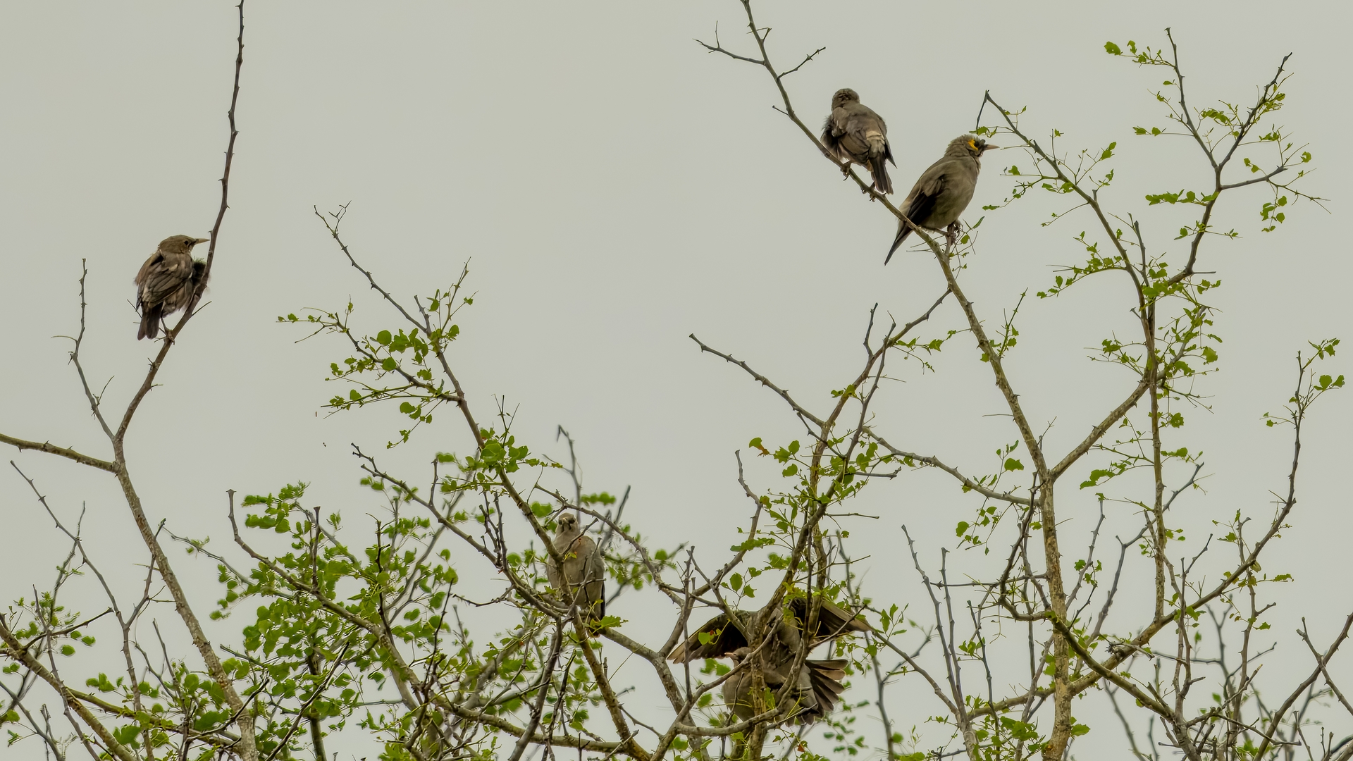 Kruger25 2025 10 31 08 19 34 ILCE 1M2 869